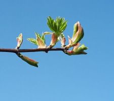 Le printemps est déjà là