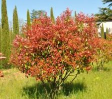 Photinia Red Robin