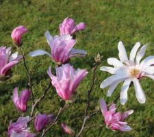 Boutons roses et fleurs blanches, magnolia loebneri Leonard Messel