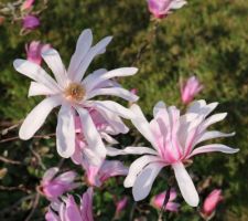 Boutons roses et fleurs blanches, magnolia loebneri Leonard Messel