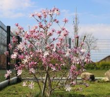 Boutons roses et fleurs blanches, magnolia loebneri Leonard Messel