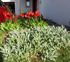 Les tulipes ont un mois d'avance