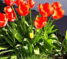 Mes belles tulipes