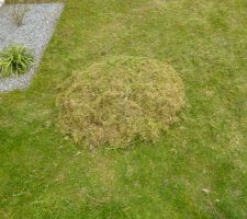 Quantité de mousse retirée pour une surface d'environ 15 m2 de pelouse