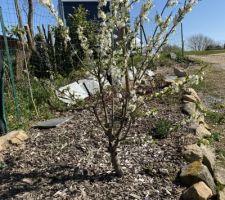 Mirabellier en fleurs