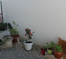 Coin jardin d'hiver au sud, fleurs de terre bruyères (azalée,rhododendron,erable,camelia)