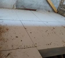 Carnage pigeons dans le bureau