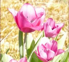 Les jolies tulipes roses géométriques