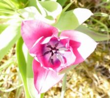 Les jolies tulipes roses géométriques