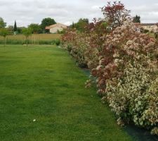 18 mois après la plantation