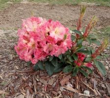 1 ère plantation de cet hiver qui fleurit! Rhododendron en attendant le paysagiste