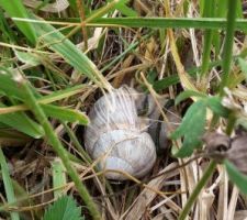 Escargot