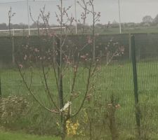 Quelques arbres sont déjà en fleurs, ici le plant de nectarine.