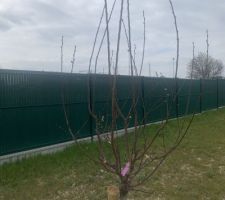 Les bourgeons éclatent