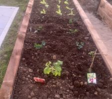 Plantation des framboisiers, des fraisiers et des salades.