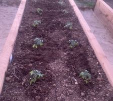 Plantation des tomates rondes et les tomates cerise. Malheureusement les gelées quelques semaines plus tard ont brulées tous les plants... J'étais trop pressé de planter quelques choses dans ces bacs.