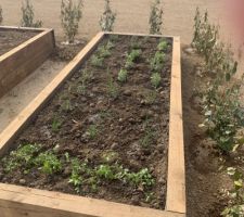 Le potager prend forme avec la plantation de la haie de protection et la plantation des herbes aromatiques.