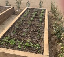 Le potager prend forme avec la plantation de la haie de protection et la plantation des herbes aromatiques.