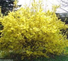 Haie - Forsythia Intermedia Arnold Giant