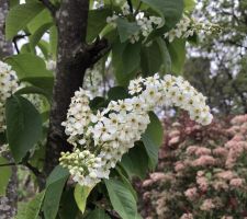 Jardin après 3 ans