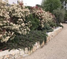 Jardin après 3 ans