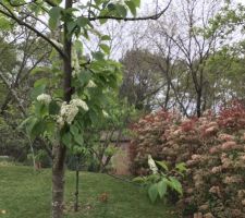 Jardin après 3 ans