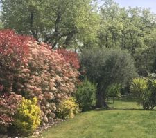 Jardin après 3 ans