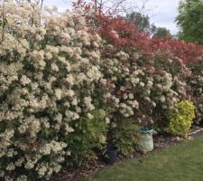 Jardin après 3 ans