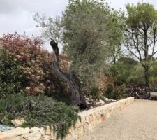 Jardin après 3 ans