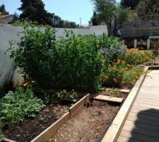 Potager : les pois gourmands font de l'escalade !