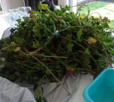 1ere récolte de tétragone cornue (épinards de Nouvelle-Zélande) : 3 kg après tri