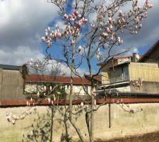 Magnolia que nous avons choisi de conserver au milieu du terrain, en fleurs à cette période