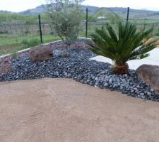 Voici quelques photos de notre petit jardin réalisé par un paysagiste.
les deux oliviers étaient déjà sur place les autres plantes fournies par le paysagiste. Il manque les brises vue. avant la pelouse, côté voisin,