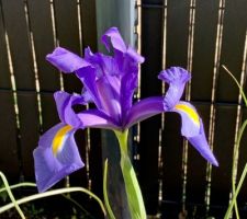 Iris violet