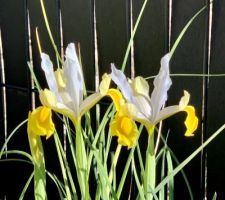 Iris blanc et jaune