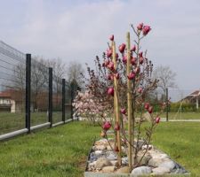 1er avril, réveil du magnolia Cleopatra