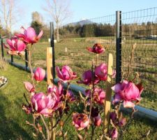 Magnolia Cleopatra d'avril