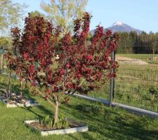 Après les feuilles, voici les fleurs !  (Malus royalty, avec du muguet à son pied)