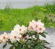 1er rhododendron en fleur