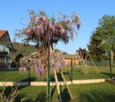 Glycine japonaise que le soleil teinte de rose