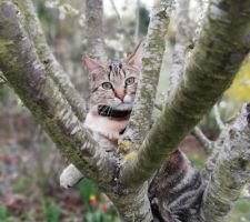 Mephisto dans un fruitier