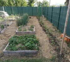 Vue des carrés potager, deux carré pour les fraisiers, rangée d'haricots grimpants, maïs et tournesol, paillage 10 cm d'épaisseurs avec pailles / fumier de cheval