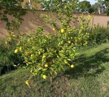 Citronnier avec fruit et fleurs