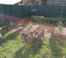 Carré potager avec son lavandin pour nourrir les abeilles