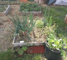 Carré potager avec oignons, sauge, verveine, tomate, petits pots de facélies devant et radis noir