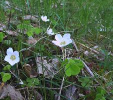 Sur la lisière à côté : oxalis petite oseille