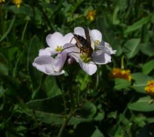 Dans la prairie à côté : "cardamine des prés", butinée par un truc volant