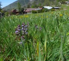 Dans la prairie à côté : fleur (pour l'instant) inconnue