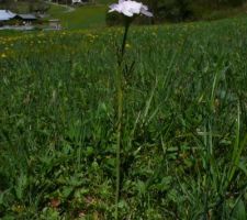 Dans la prairie à côté : "cardamine des prés"