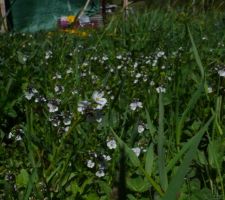 Dans la prairie à côté : des petites véroniques blanches (à confirmer)